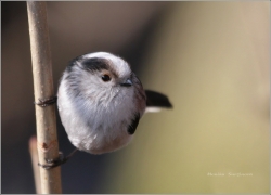 <p>MLYNAŘÍK DLOUHOOCASÝ (Aegithalos caudatus) barevná variace - Šluknov</p>